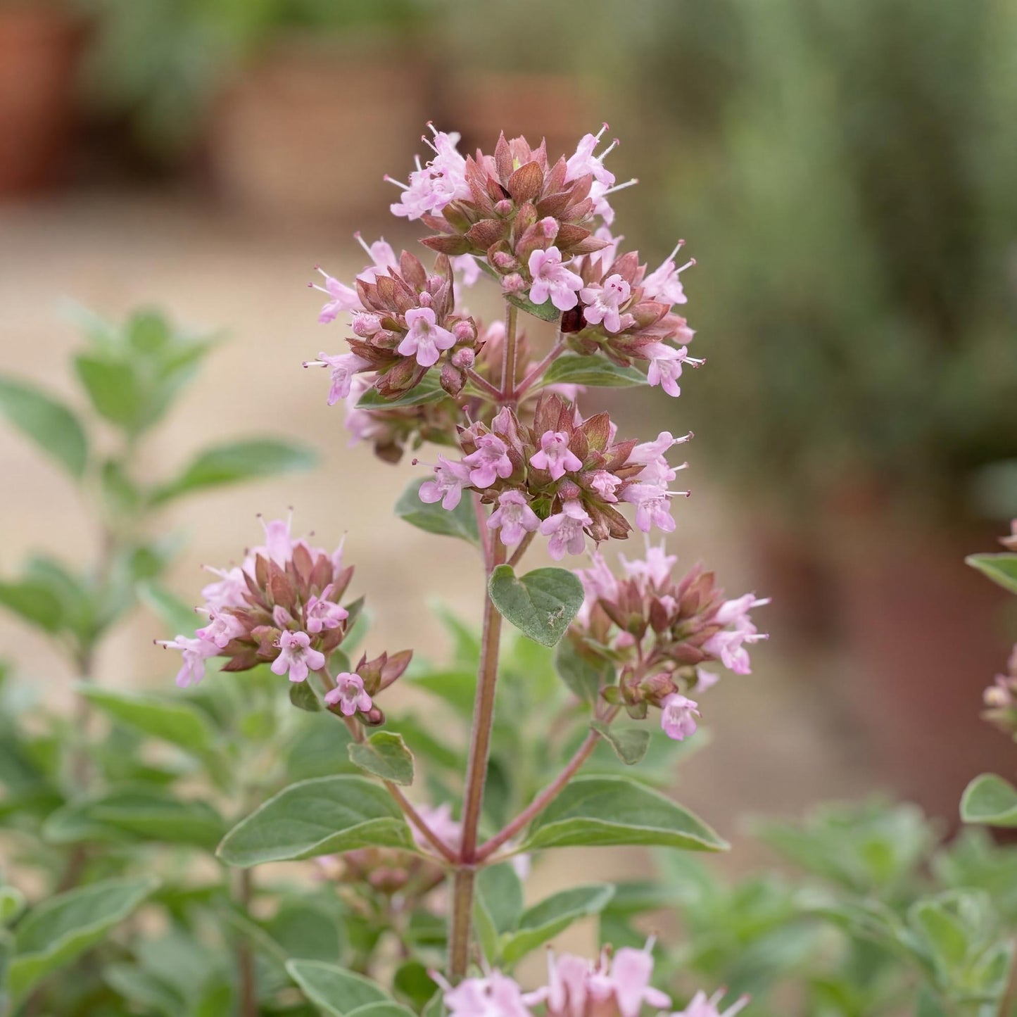 Hot & Spicy Oregano