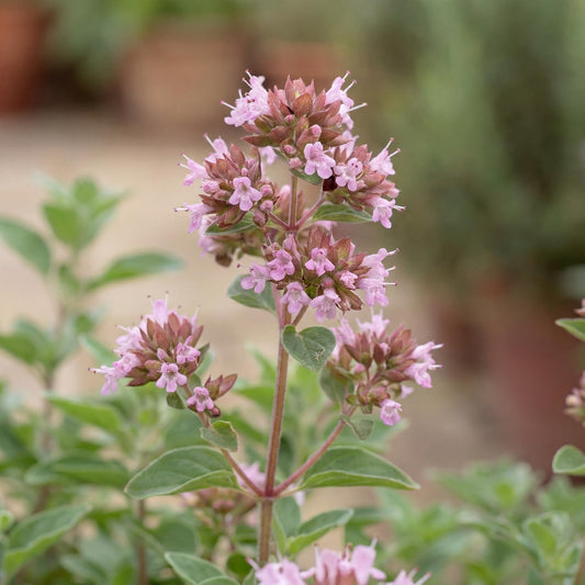 Hot & Spicy Oregano
