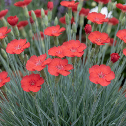 Orange Meringue Dianthus carries clove-scented double flowers from spring through fall on cutting stems
