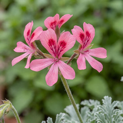 Bunny Brunch Scented Geranium