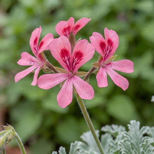 Bunny Brunch Scented Geranium
