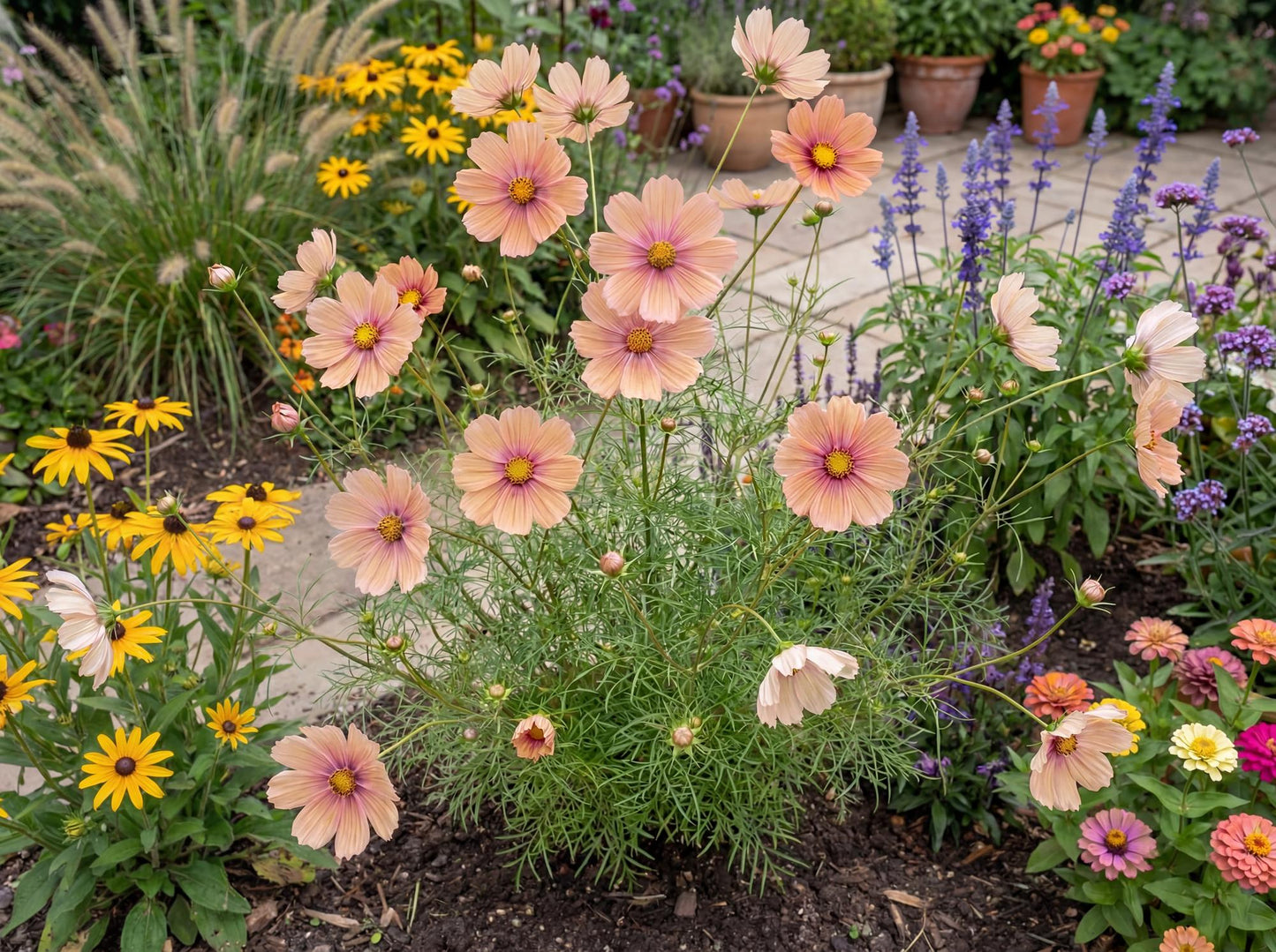 Apricotta Cosmos