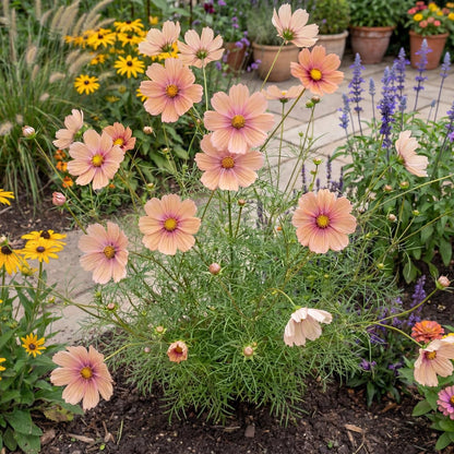 Apricotta Cosmos