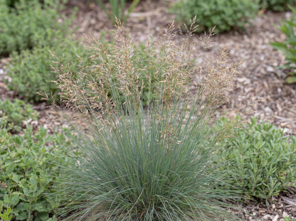 Red Fescue