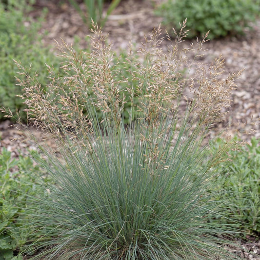 Red Fescue
