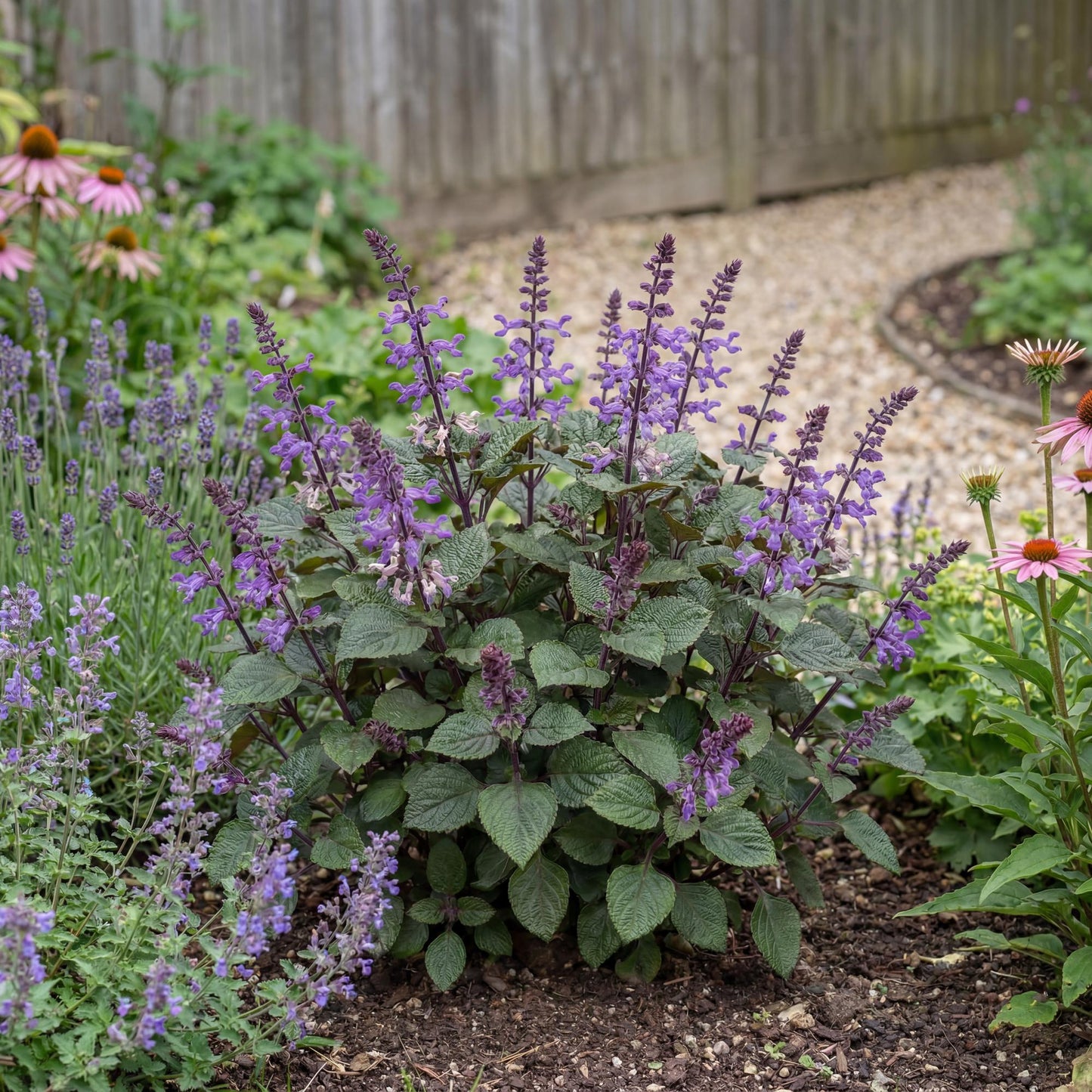 Magic Mona Purple Plectranthus