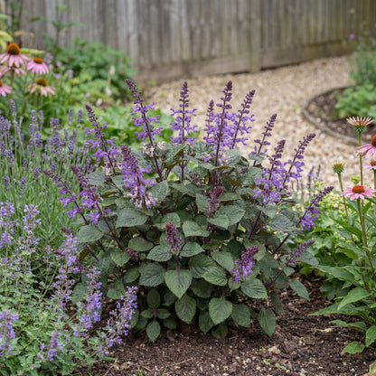Magic Mona Purple Plectranthus
