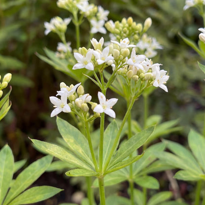 Sweet Woodruff