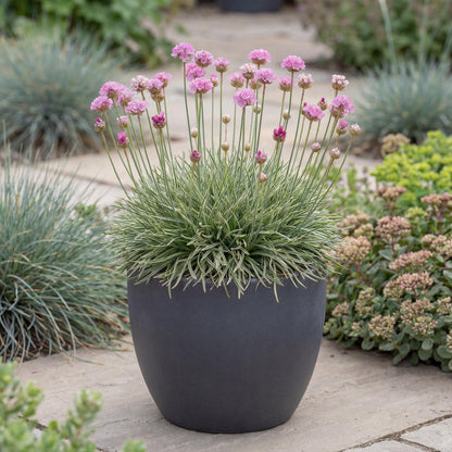 Nifty Thrifty Sea Thrift Armeria