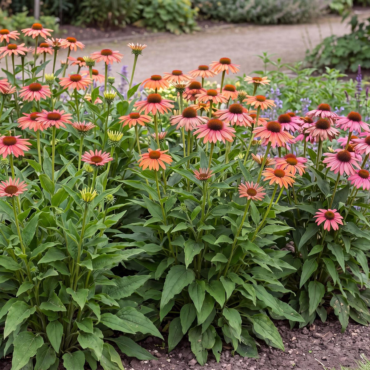 Rainbow Sunseekers Coneflower
