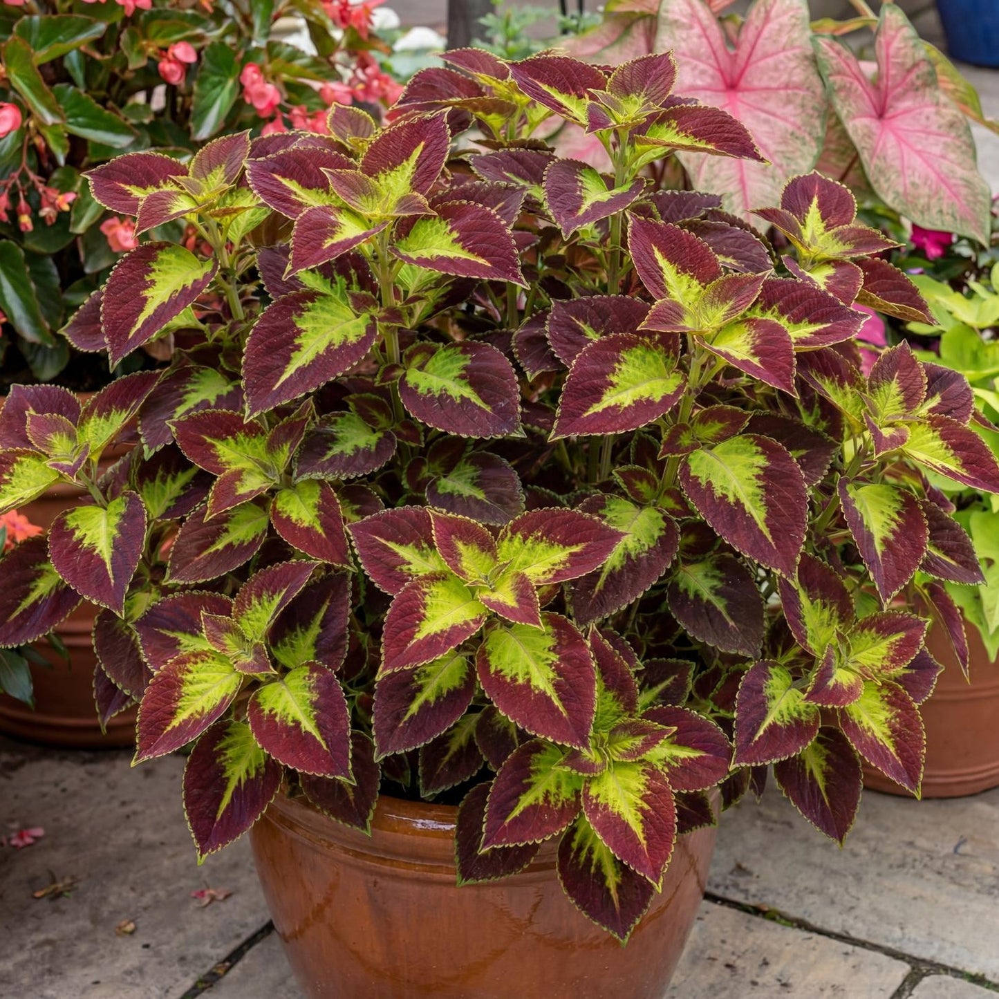 Dipt In Wine Coleus in a 4-inch pot, wine-red leaves edged in bright lime green on a bushy mounded plant
