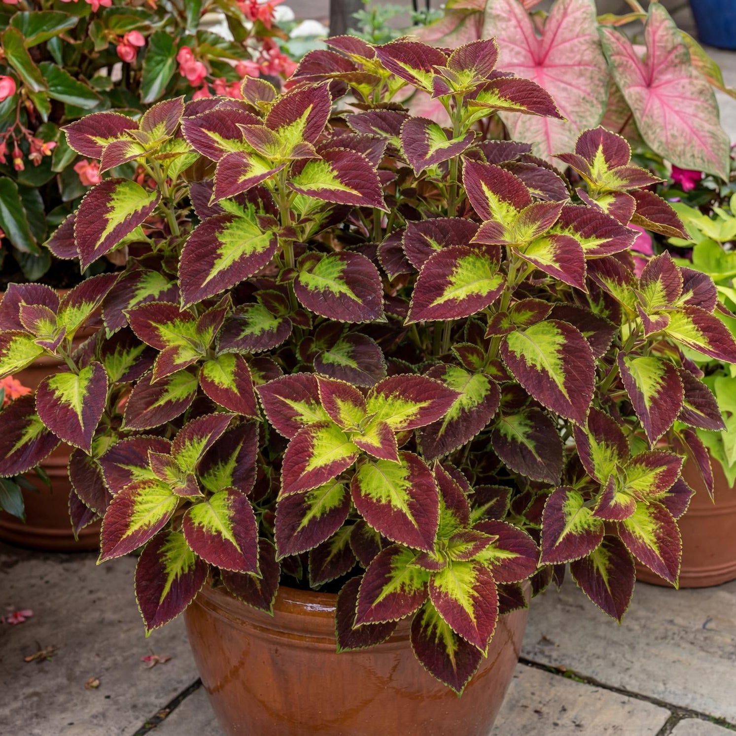 Dipt In Wine Coleus in a 4-inch pot, wine-red leaves edged in bright lime green on a bushy mounded plant