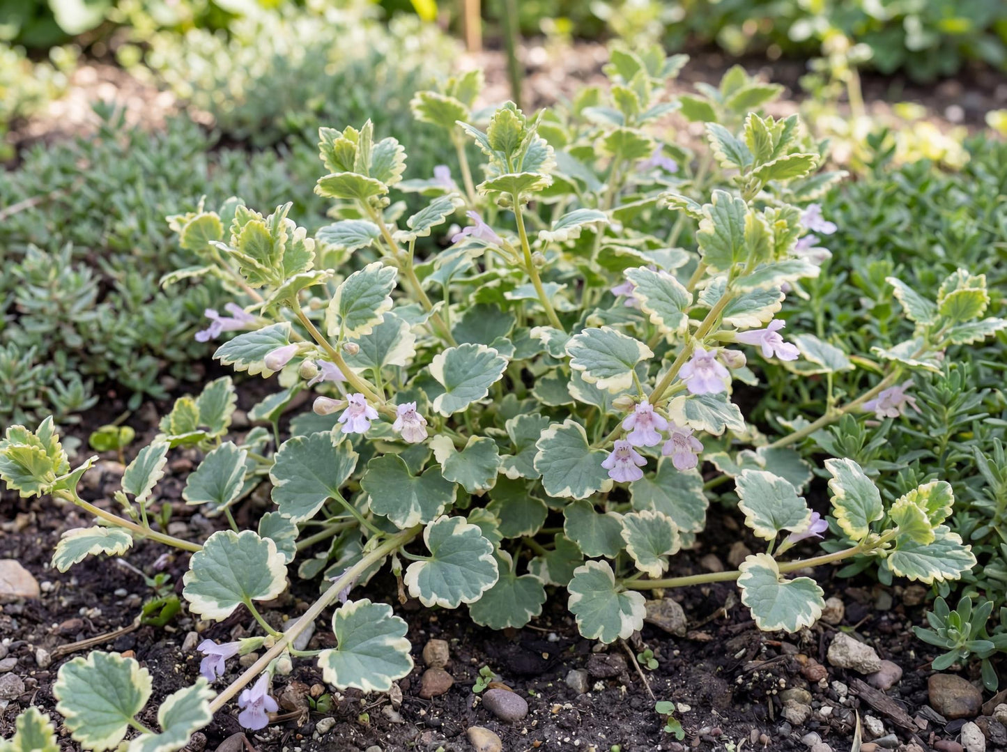 Variegata Ground Ivy