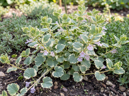 Variegata Ground Ivy