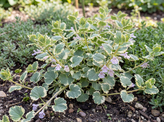Variegata Ground Ivy