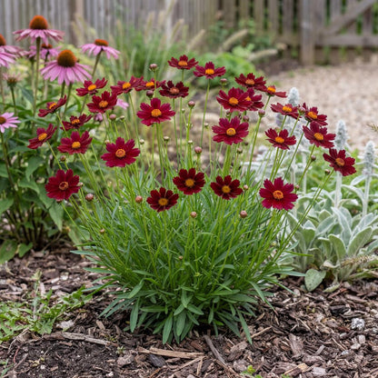 Red Elf Tickseed spreads 12 to 18 inches across, a tidy clump for border fronts and patio containers