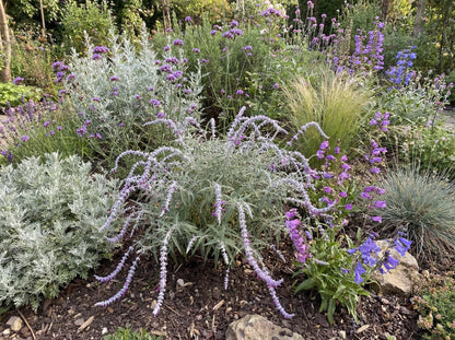 Midnight Mexican Bush Sage