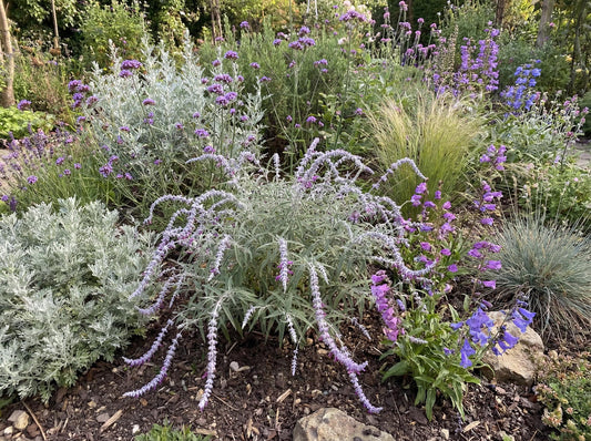 Midnight Mexican Bush Sage