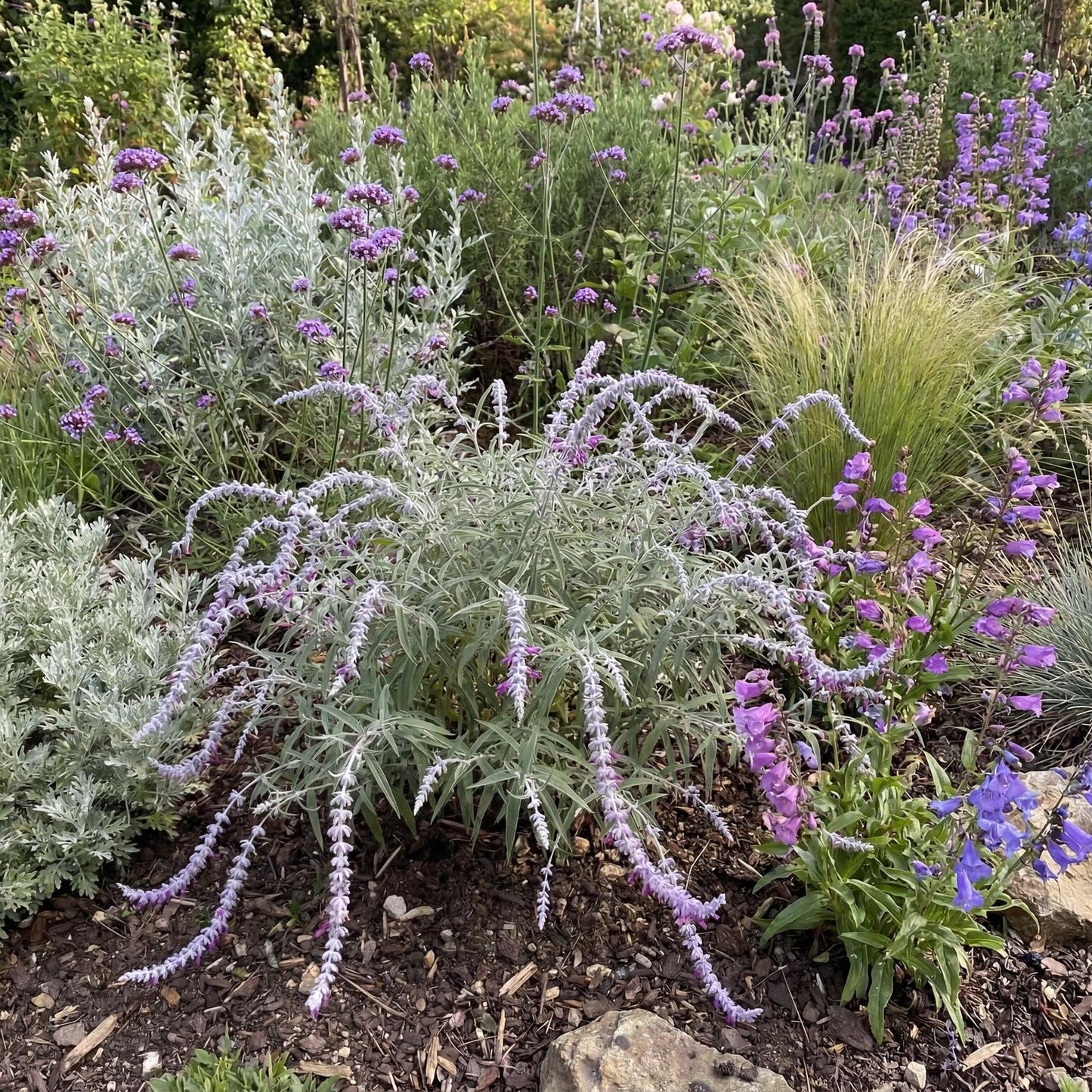 Midnight Mexican Bush Sage