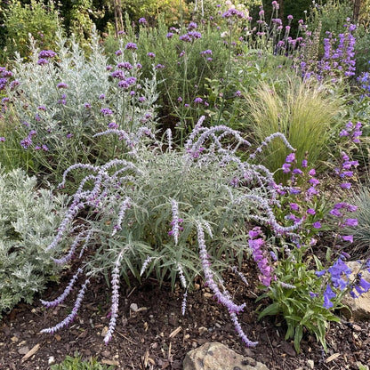 Midnight Mexican Bush Sage