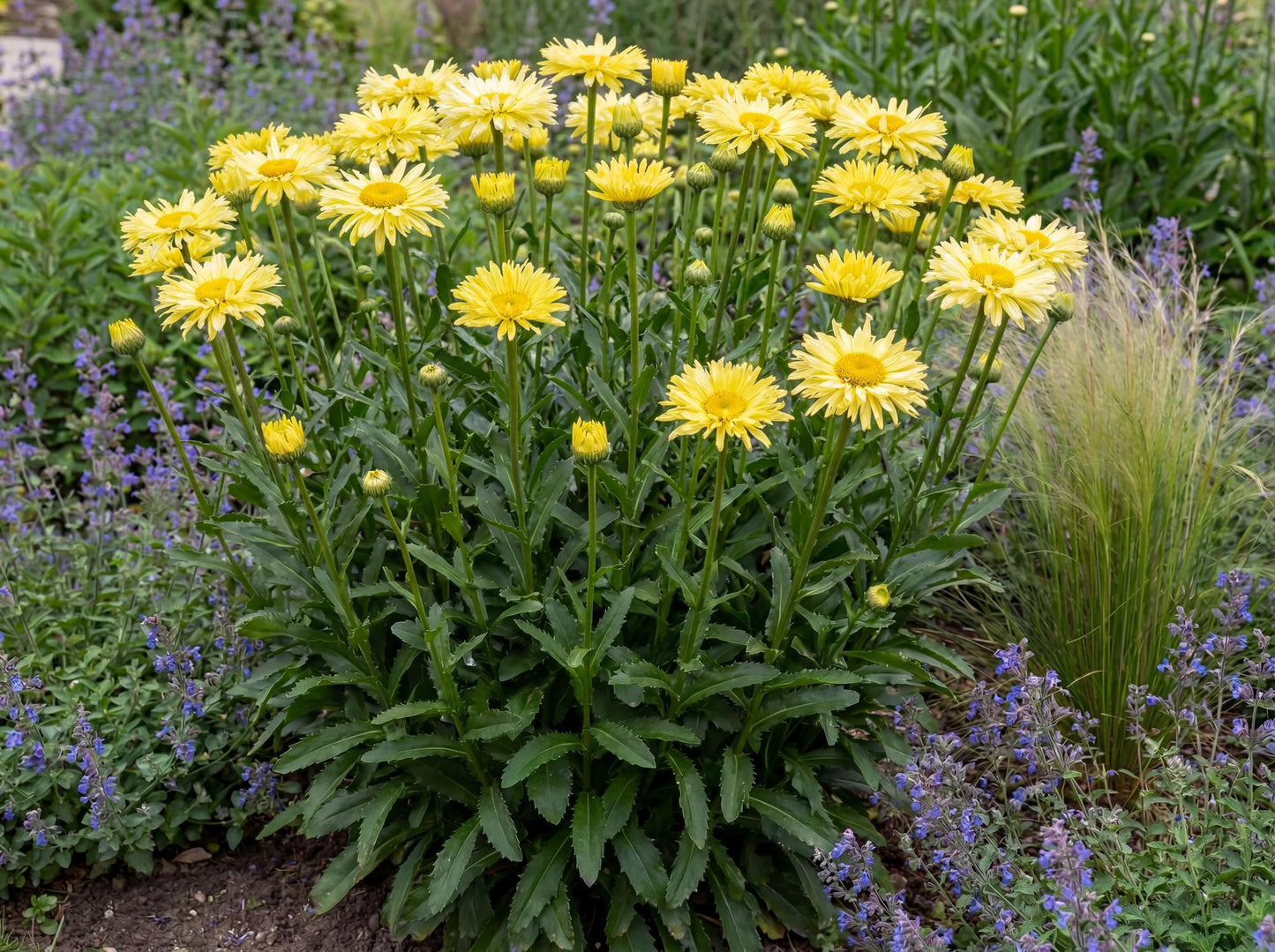 Goldfinch Shasta Daisy