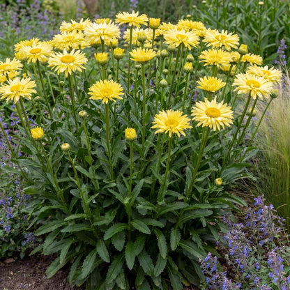 Goldfinch Shasta Daisy