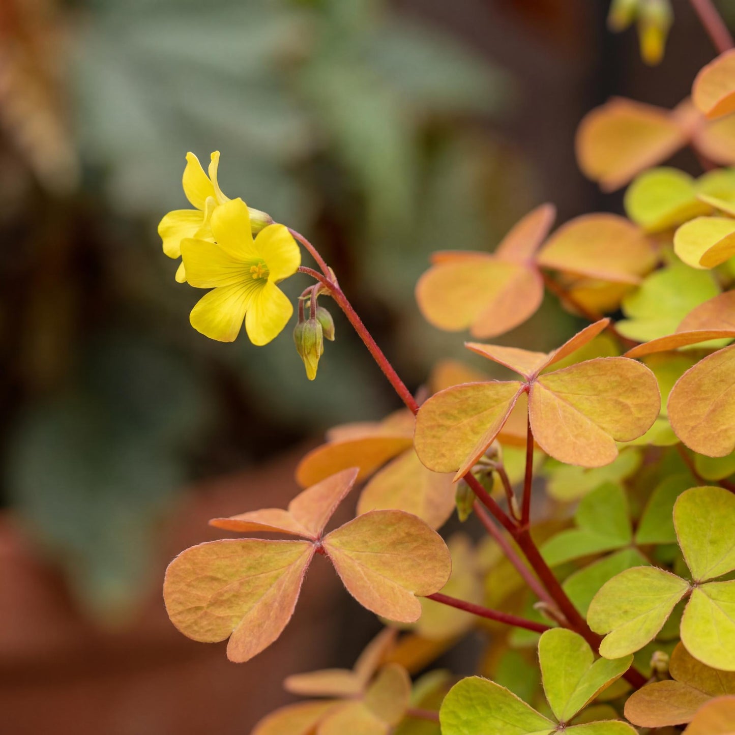Sunset Velvet Oxalis