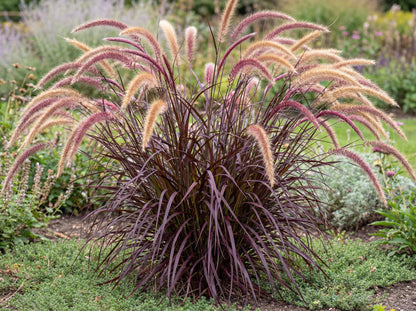 Rubrum Purple Fountain Grass