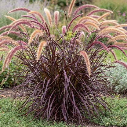 Rubrum Purple Fountain Grass
