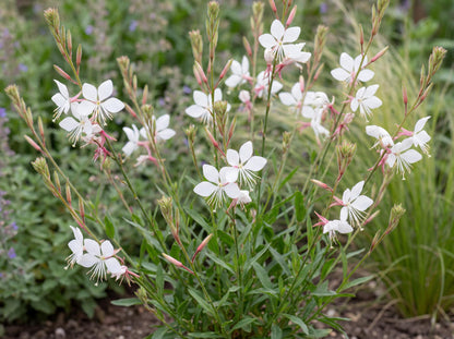 Ballerina White Gaura