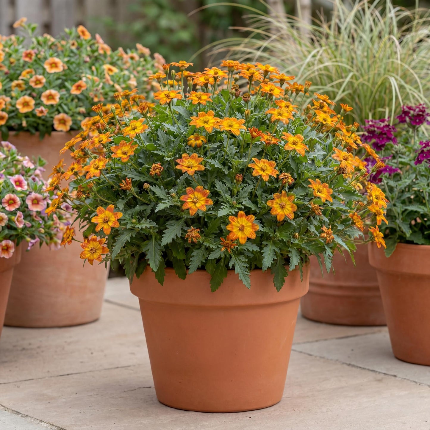 Bidy Boom Wildfire Bidens