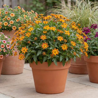 Bidy Boom Wildfire Bidens