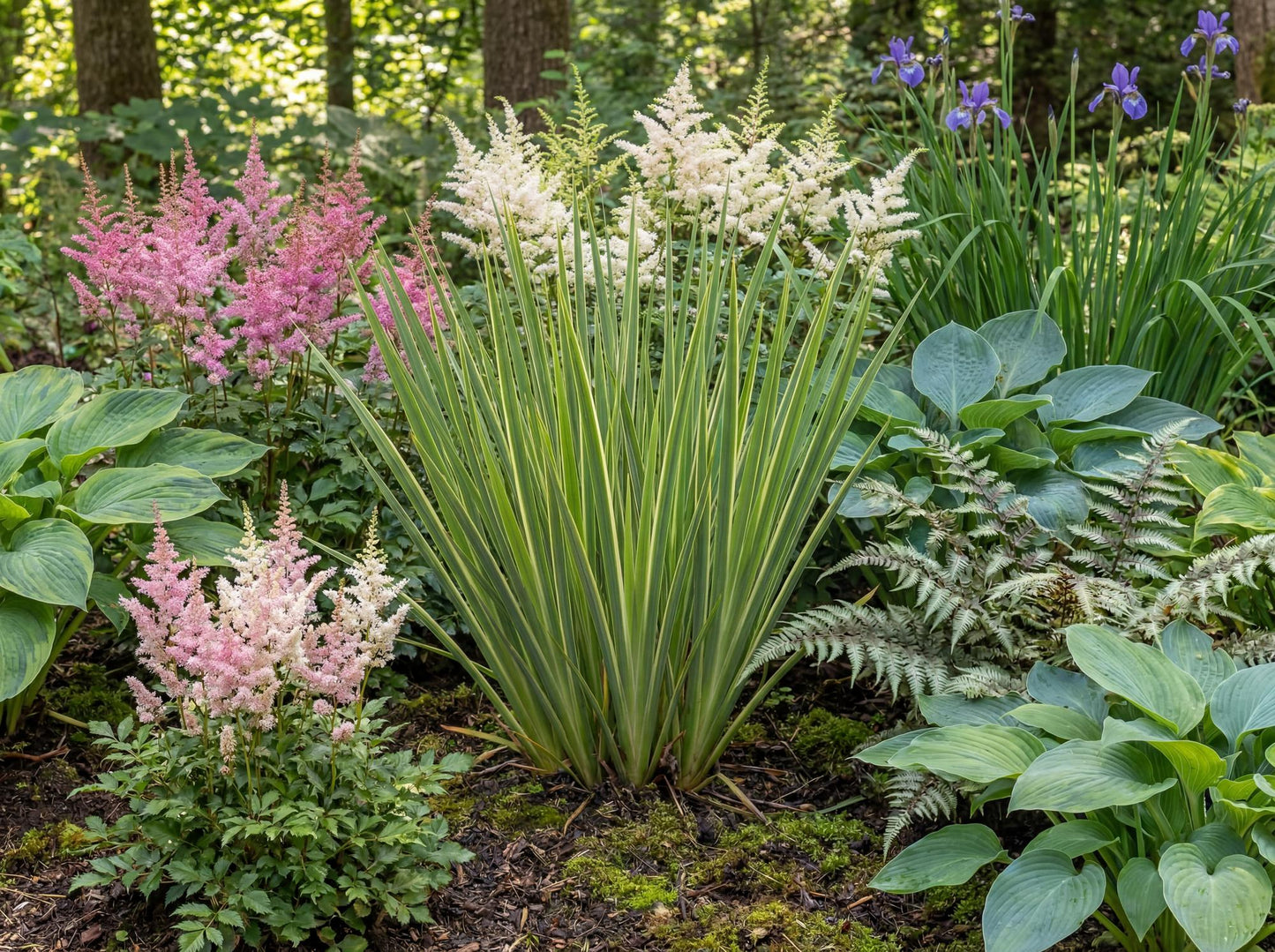 Variegated Striped Rush