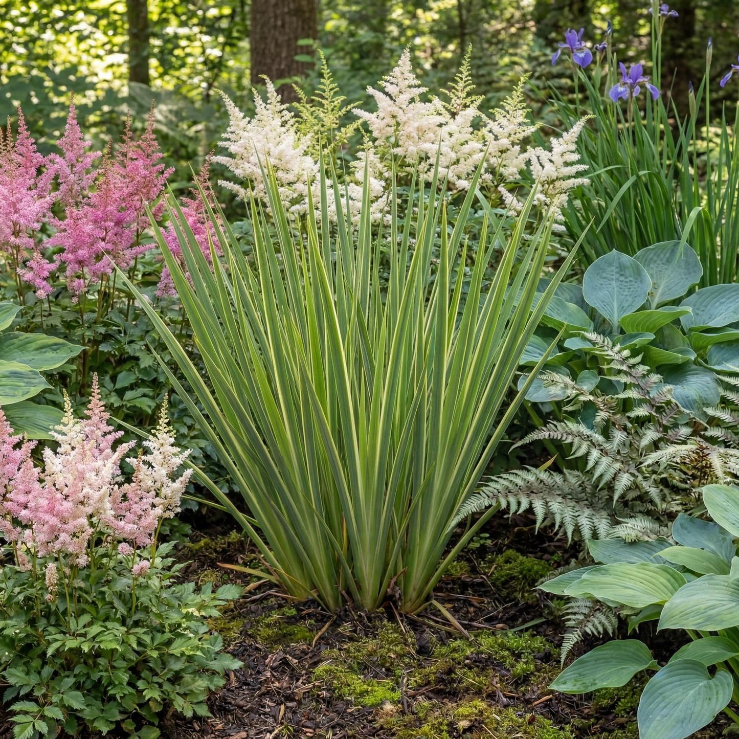 Variegated Striped Rush