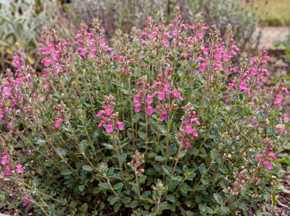 Wall Germander