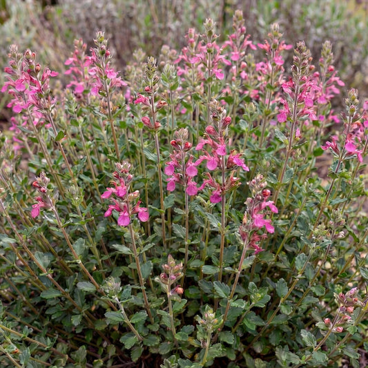Wall Germander