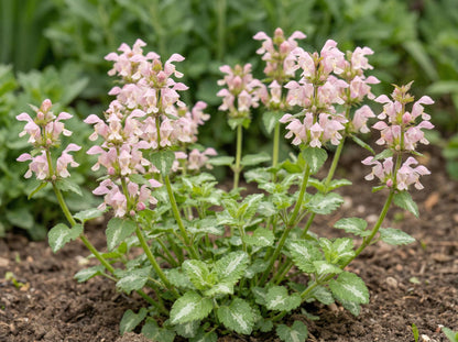 Shell Pink Lamium