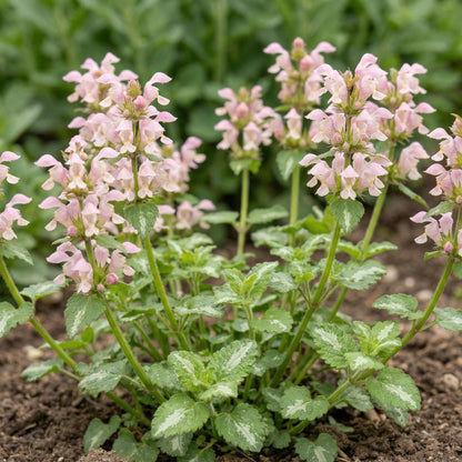Shell Pink Lamium