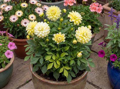 Lemon Cherie Dahlia