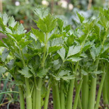 Tango Celery
