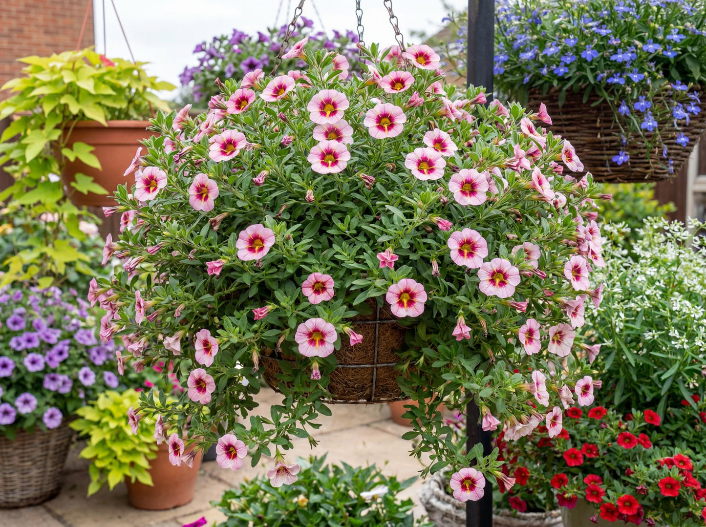 Pink Strike MiniFamous Uno Calibrachoa