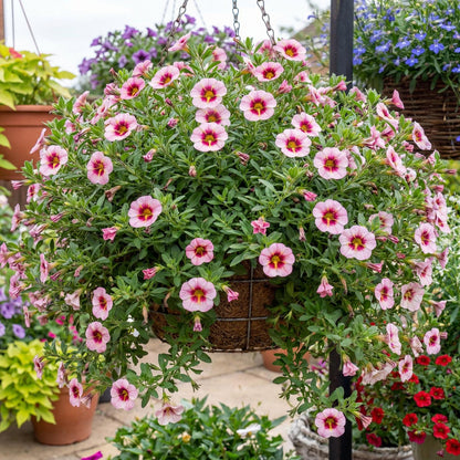 Pink Strike MiniFamous Uno Calibrachoa