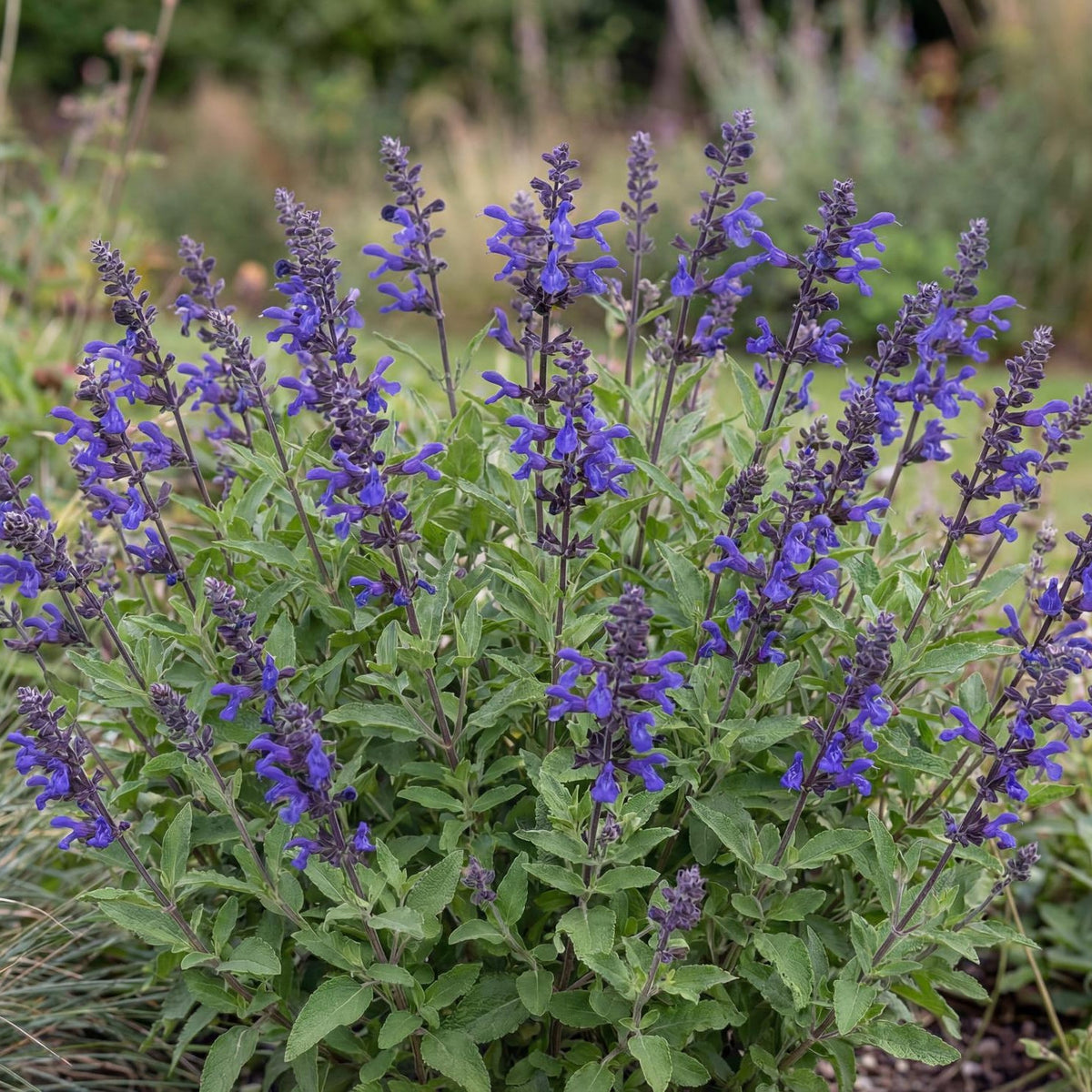 Blue Note Autumn Sage in a 4-inch pot, royal blue-violet flowers over small aromatic green leaves