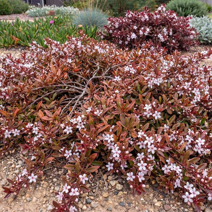 Red Leaf Groundcover Myoporum