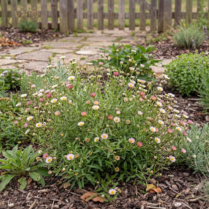Santa Barbara Daisy (Erigeron)