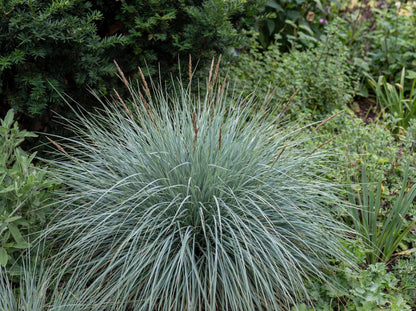 Silver Blue Leaf Carex