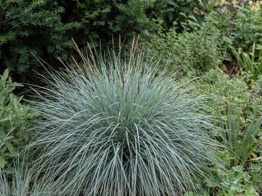 Silver Blue Leaf Carex