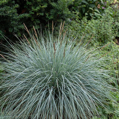 Silver Blue Leaf Carex