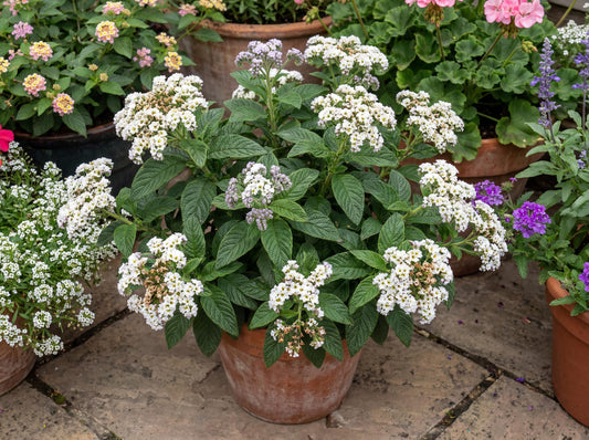 Album Common Heliotrope
