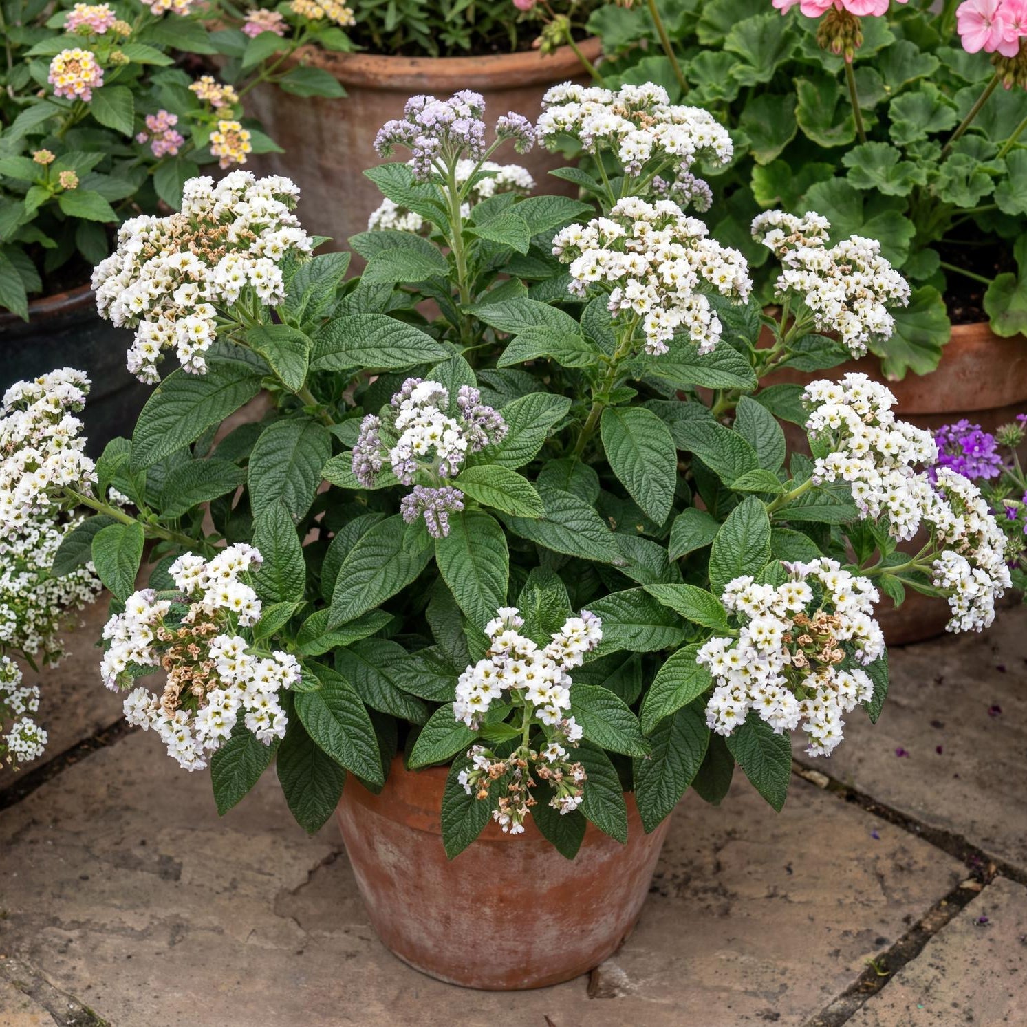 Album Common Heliotrope in a 4-inch pot, sweetly vanilla-scented white flower clusters on a rounded mound